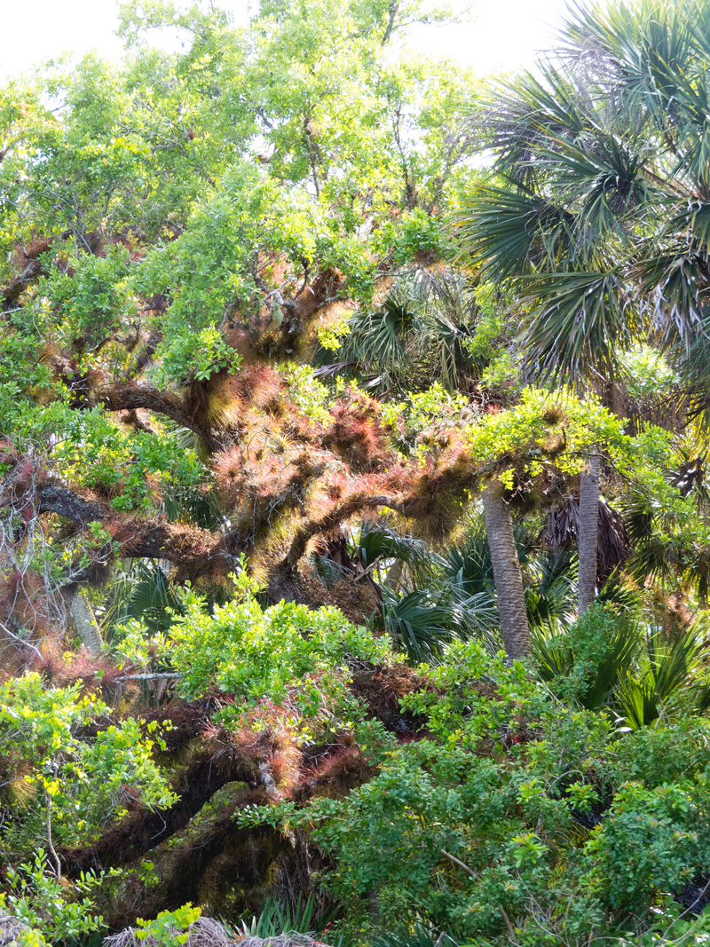 !!!!epiphytes-vertical-at-cbcp