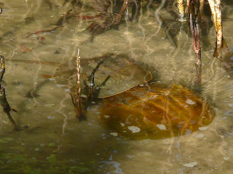 horseshoe crab4 by ns copy