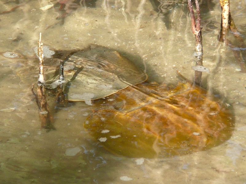 horseshoecrab3 by ns copy