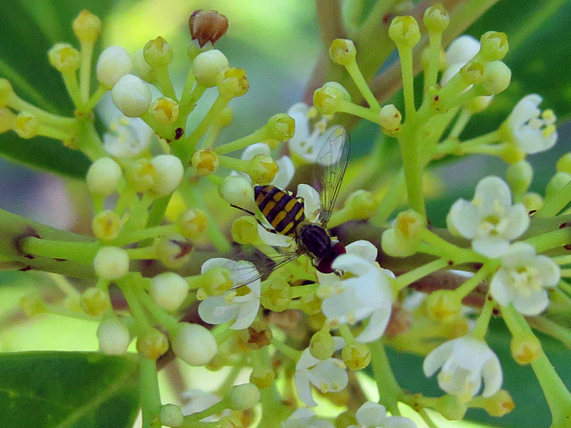 !!!!!insect-on-prunus-carolinanum