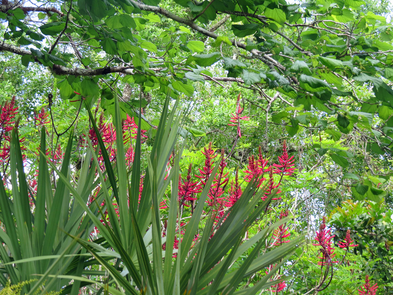 !!!!morus-rubra---erythrina-herbacea---serenoa-repens