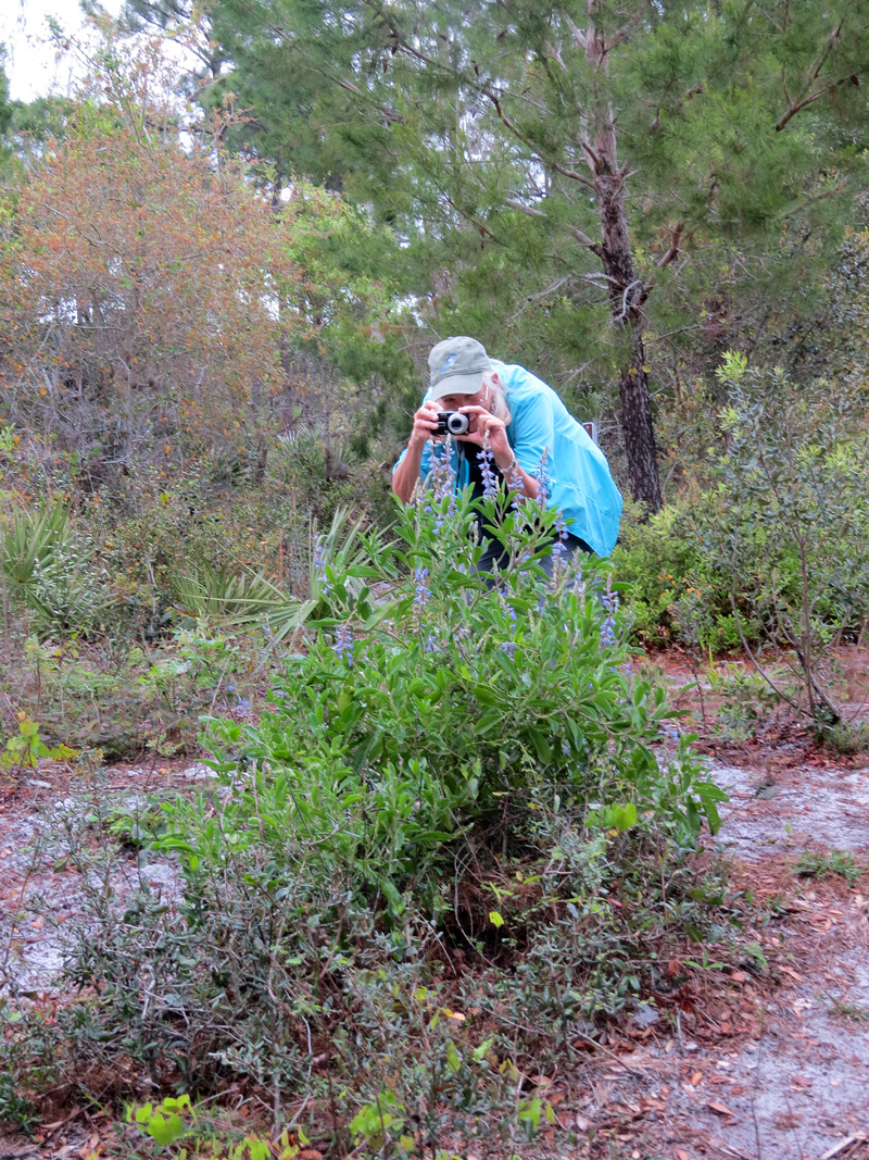 !!nancy-soucy-&-lupinus-diffusus2