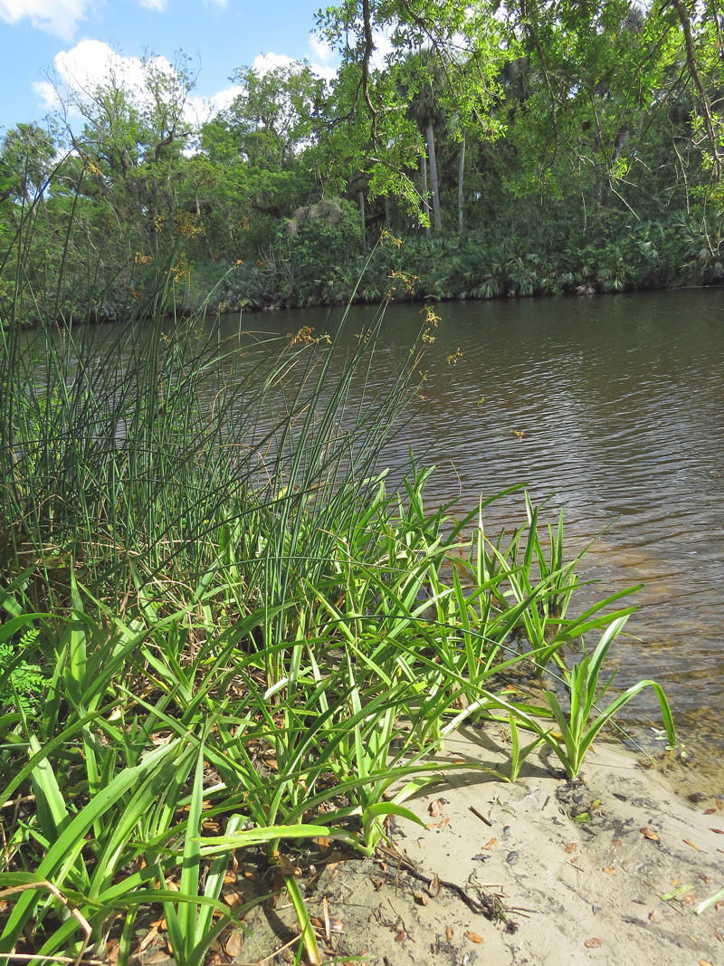 scirpus-&-crinum-americanum-