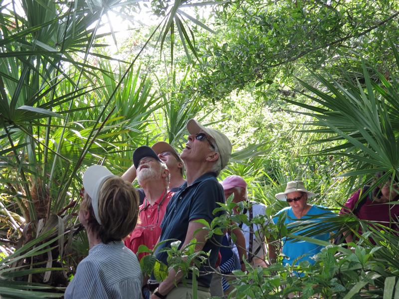 !!!!woodpecker-looking