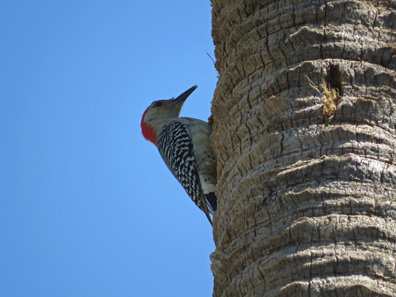 !!!!woodpecker-on-sabal-palm-at-ah