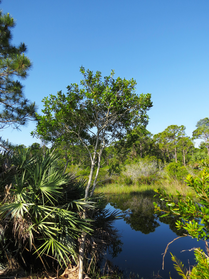 !!!!ilex-cassine-&amp;-scenic-view