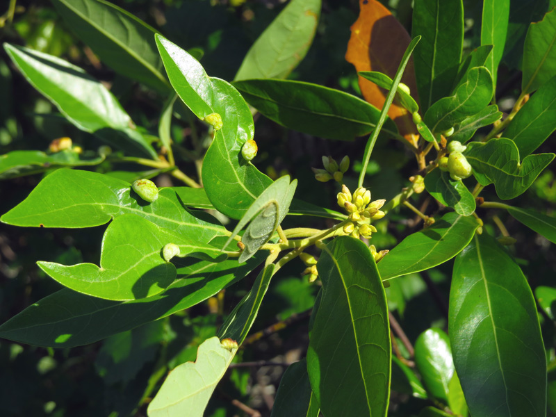 !!!!persea-borbonia-w-galls