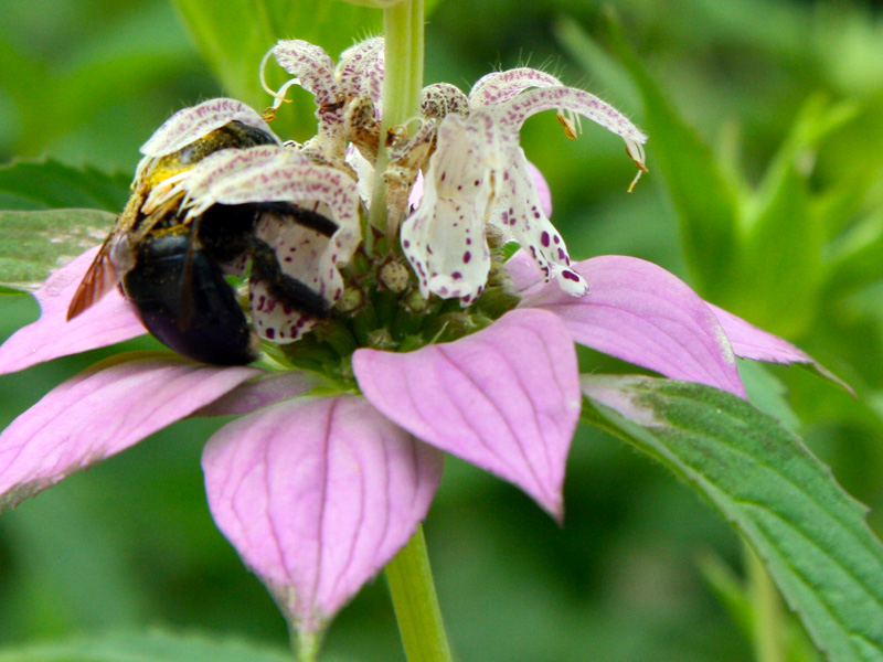 !!!!bee-on-monarda-punctata