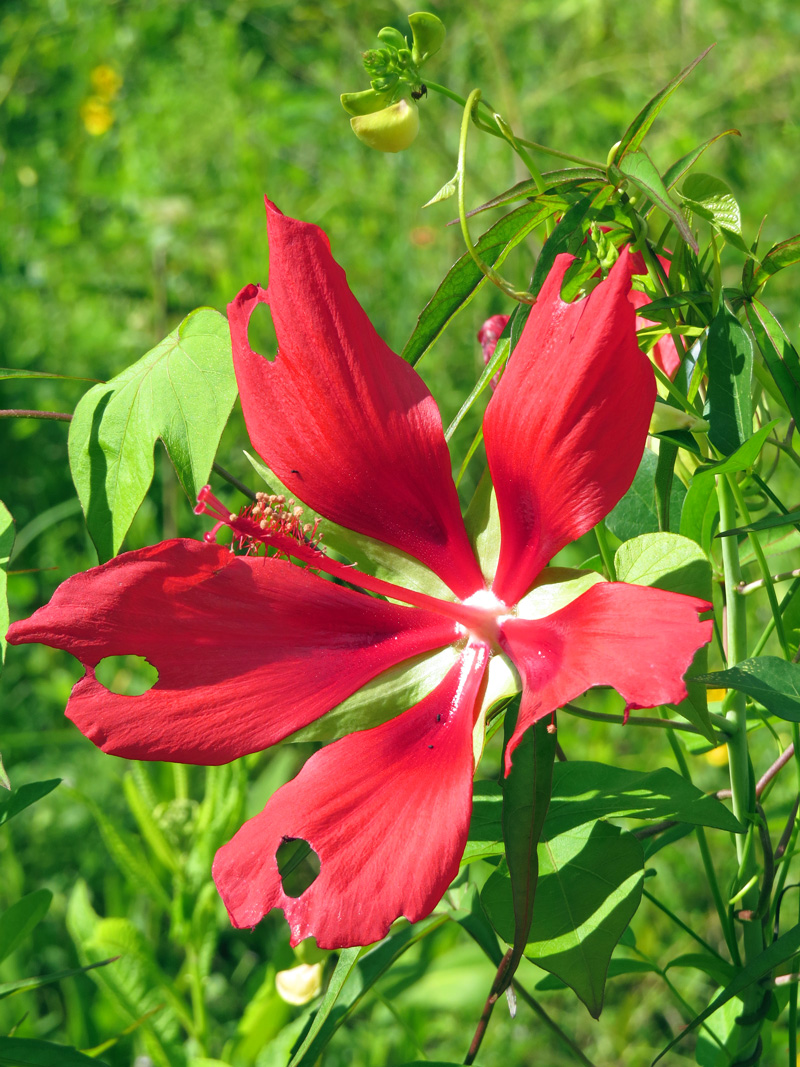 !!!!hibisucs-coccineus-at-ah