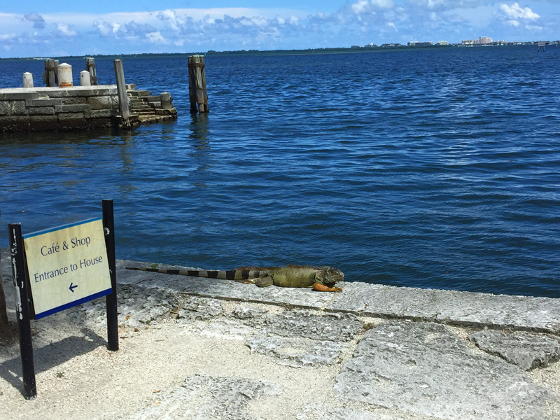 !!!!iguana-at-vizcaya2