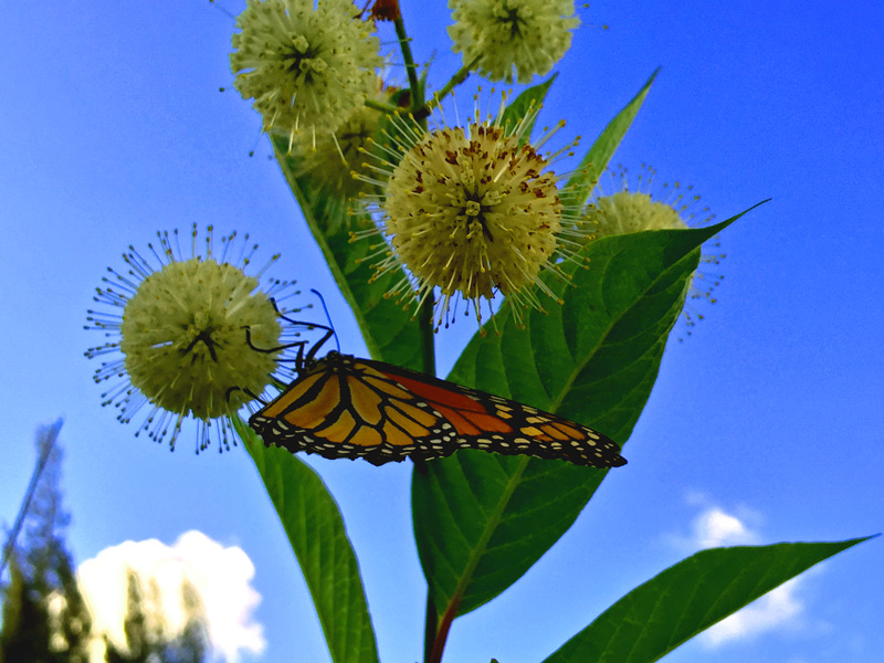 !!!!monarch-on-cephalanthus