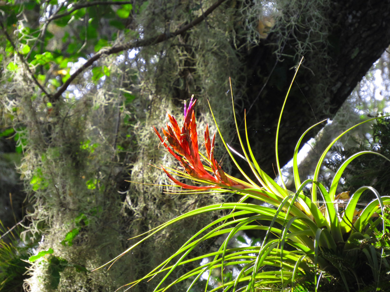 !!!!tillandsia-fasciculata