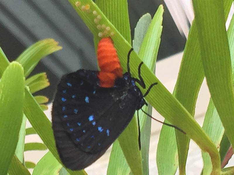 !!!!atala