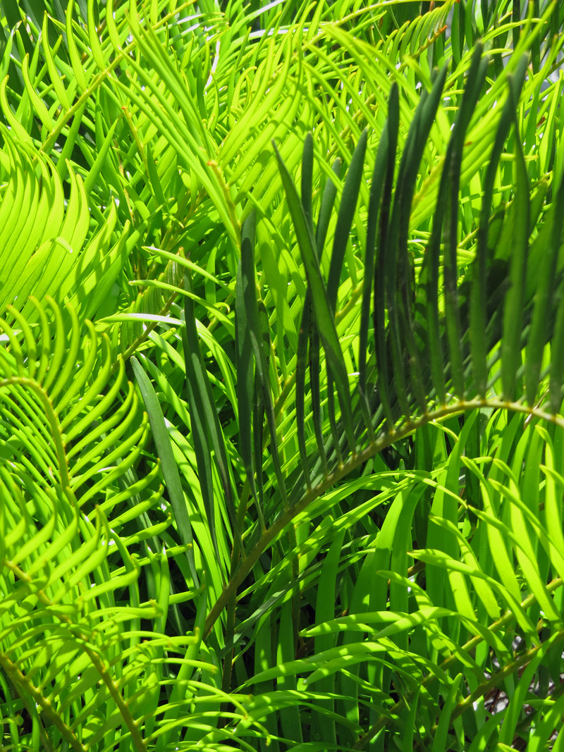 !!!!zamia-flrodiana-new-&amp;-old-foliage