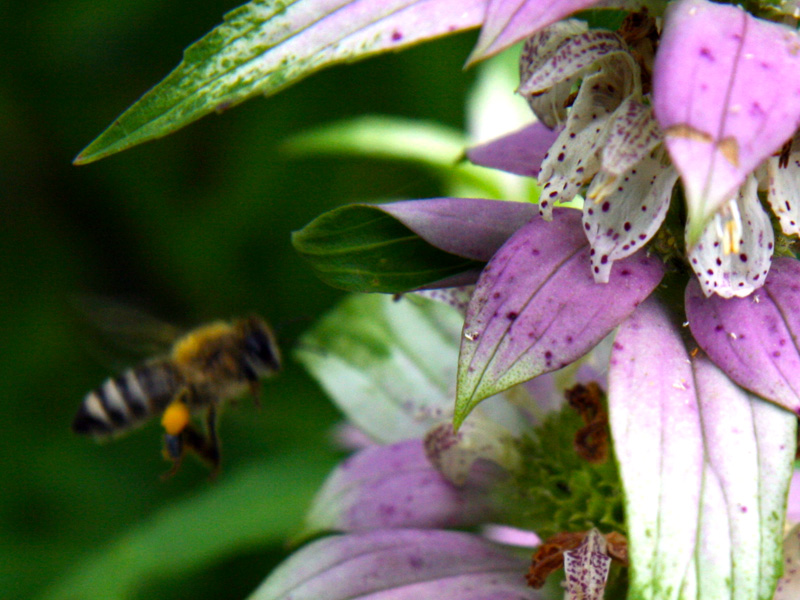 !!!!honeybee-on-onarda