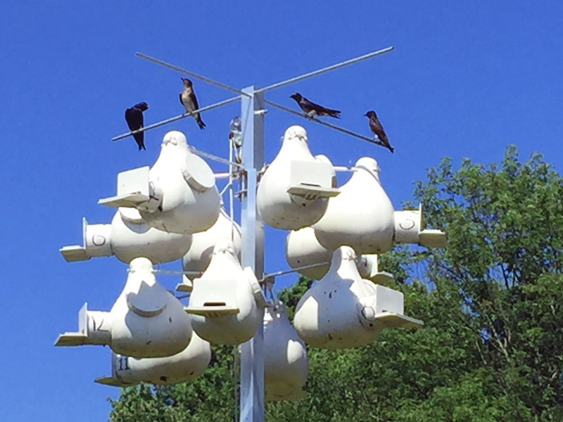 !!!!purple-martin6