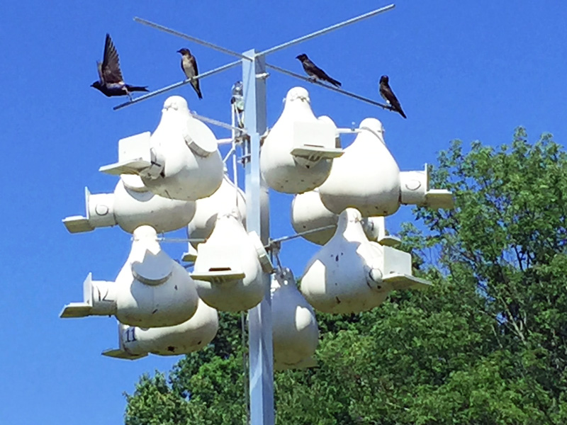 !!!!purple-martin7
