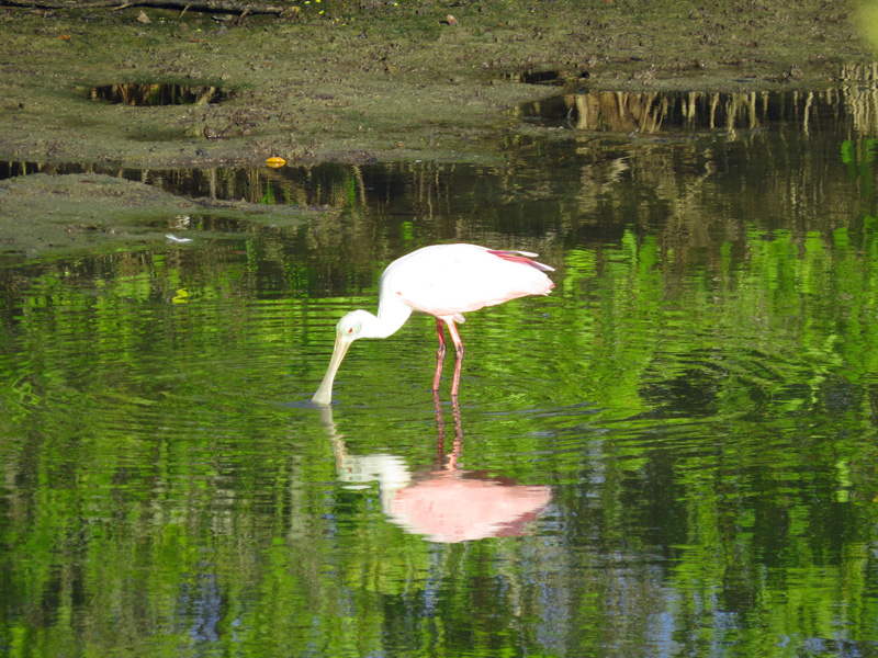 !!!!roseate-spoonbill7