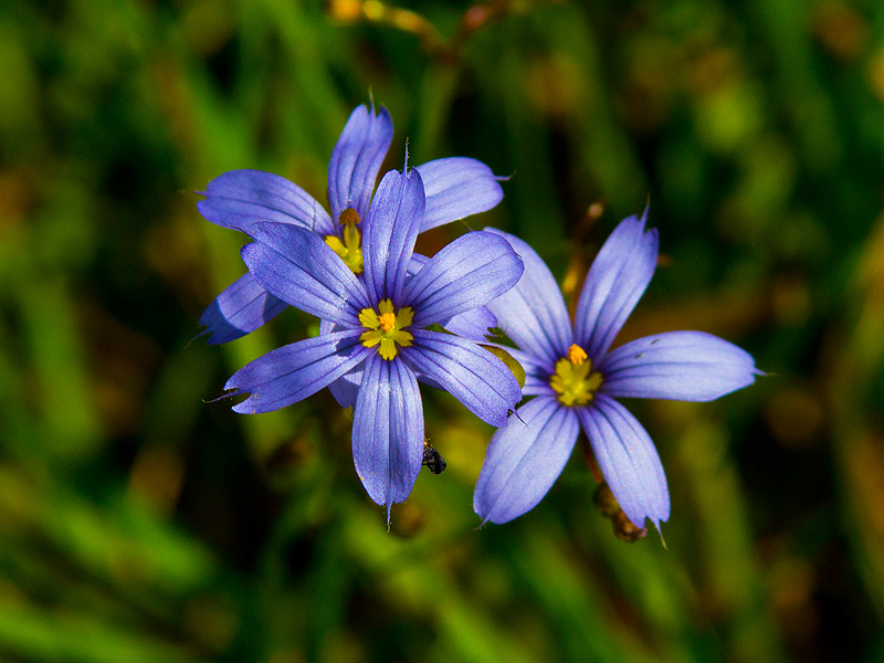 wildflower_workshop_031415_19