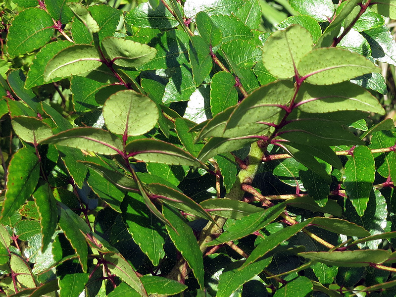 !!!!zanthoxylum-clava-herculis-leaves
