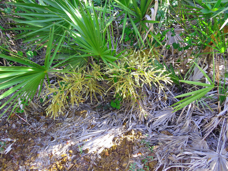 sabal-minor-flowers
