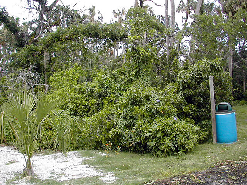 tthurricane-damage-in-2005