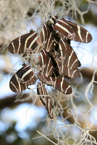 !fw--zebra-longwing-roostin