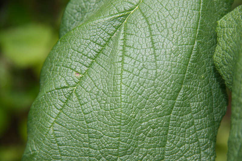 !!morus-rubra-leaf-texture-(2)