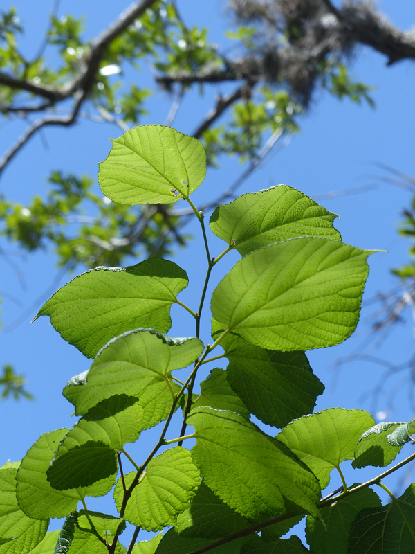 !!morus-rubra-leaves
