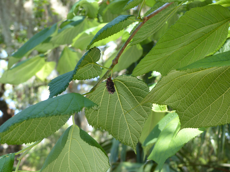 !!morus-rubra---very-ripe