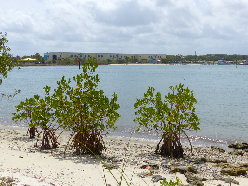 !!rhizophora-mangle-at-bw-restoration