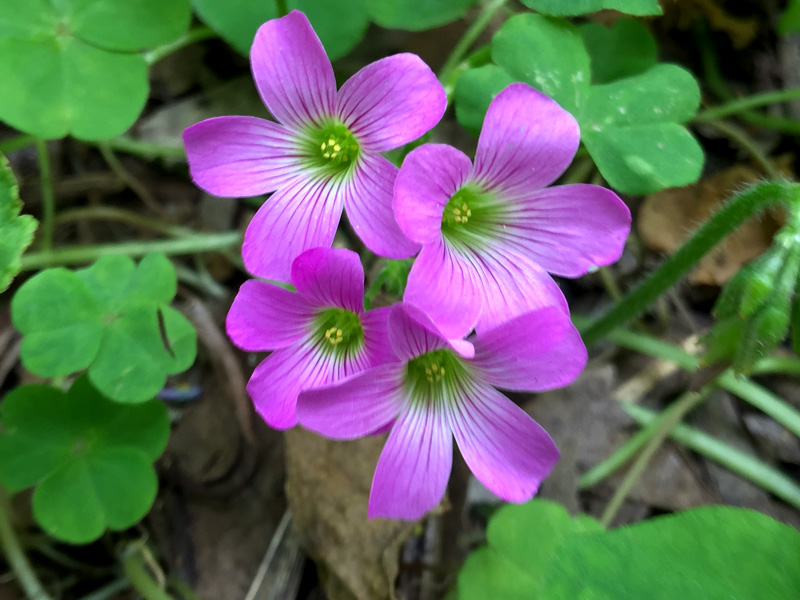 Throwback Thursday: Pink Mother's Day Flowers – Enjoy the Oslo