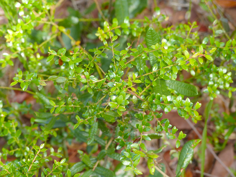 !!vaccinium-myrsinites