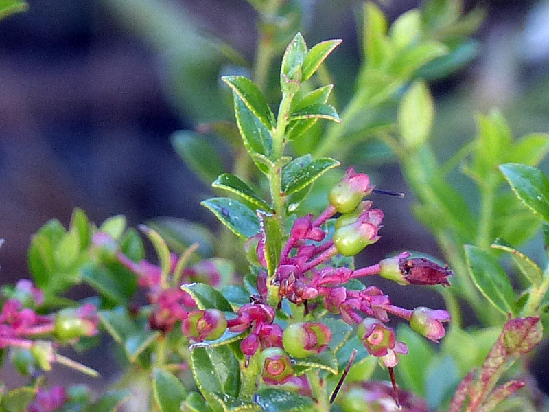 !!vaccinum-myrsinites-fruits-forming-closeup