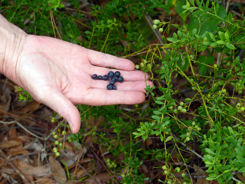 !!vaccinum-myrsinities-fruits-in-ausstines-hand