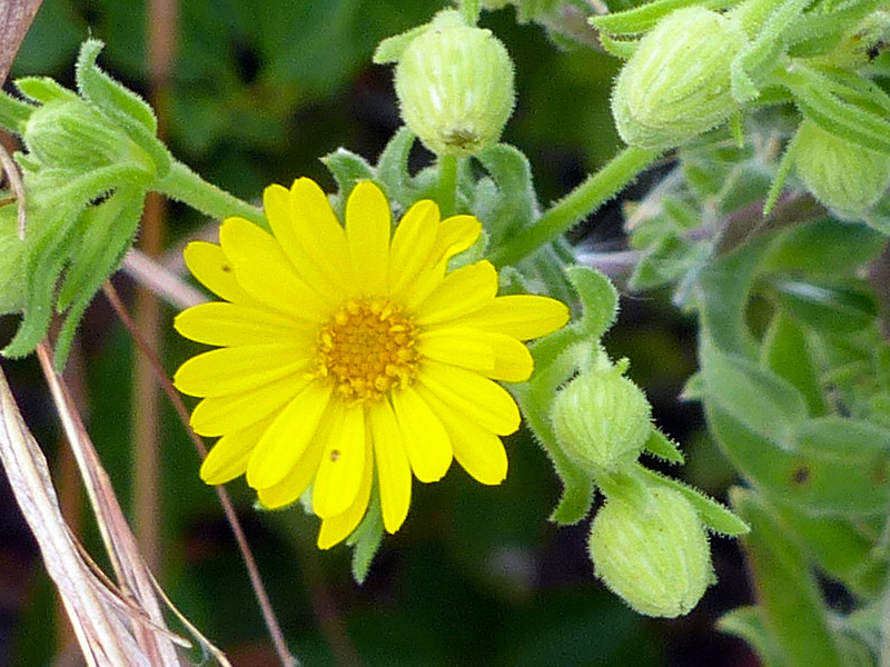 !!chrysopsis-scabrella-closeup