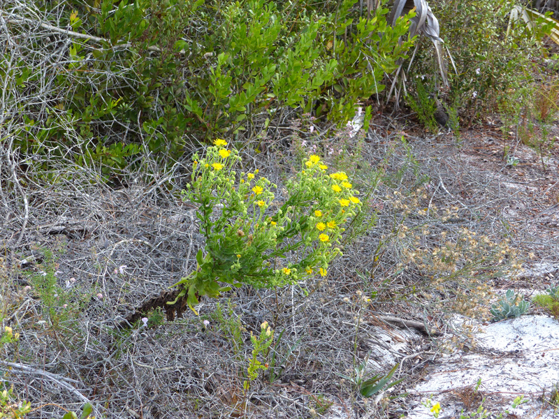 !!chrysopsis-scabrella