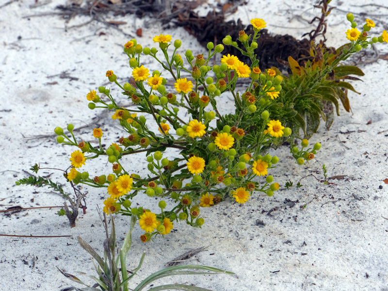 !!chrysopsis-scabrella3