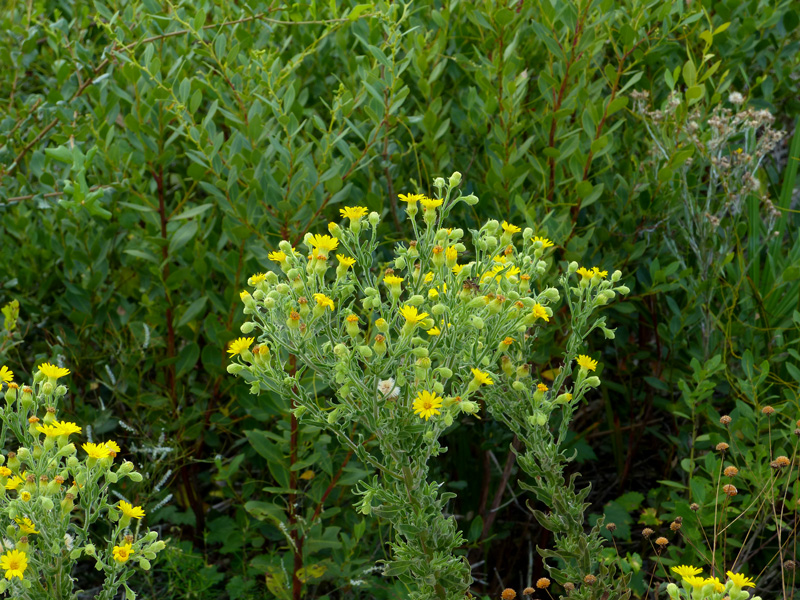 !!chrysopsis-scabrella6