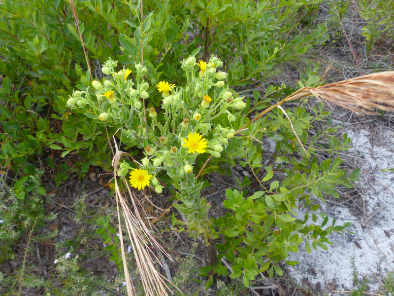 !!chysopis-scabrella4