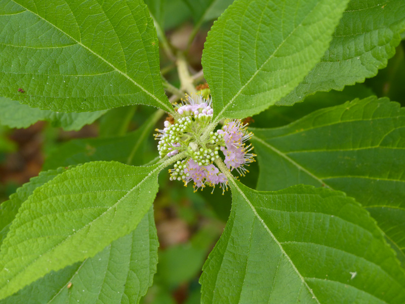 !!callicarpa-americana-flower-from-above