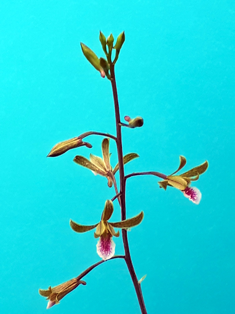 !!eulophia-graminea4