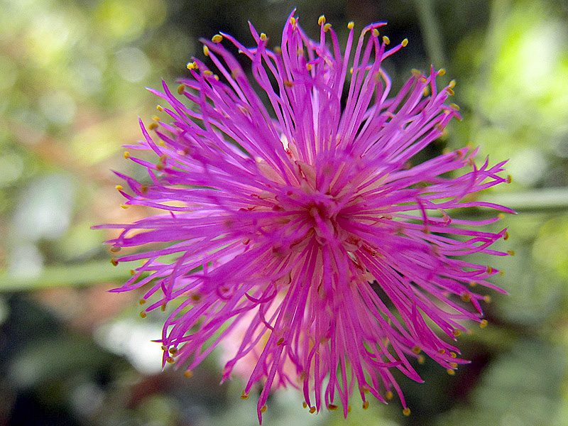 Pretty but Thorny Pink Pea – Enjoy the Oslo Riverfront