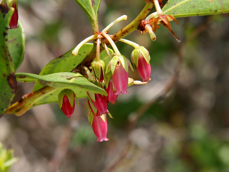 Lyona Insect Toxic or Not? – Enjoy the Oslo Riverfront Conservation Area