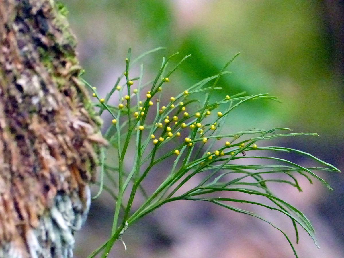 Whisk Fern Distribution Propagating Whisk Ferns (Psilotum Nudum)