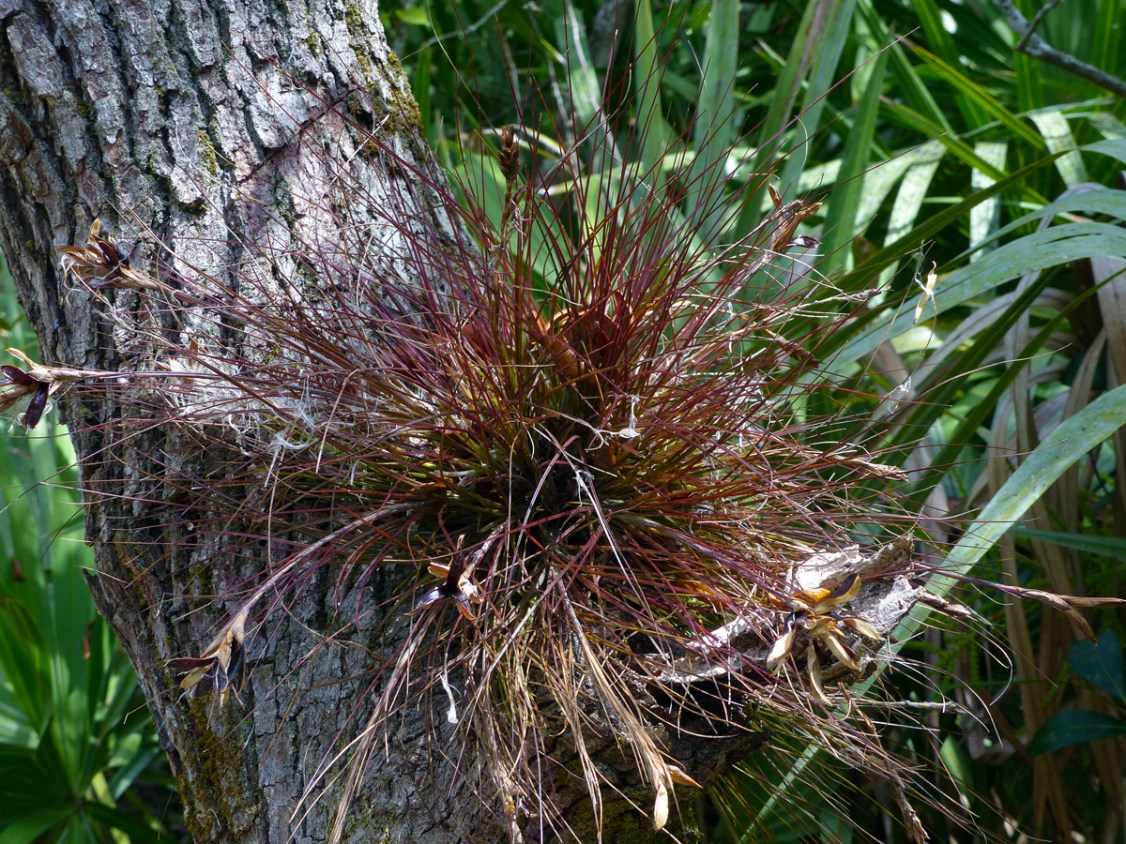 !!tillandsia-setacea