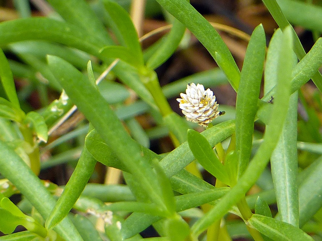 !!4blutaparon-flower