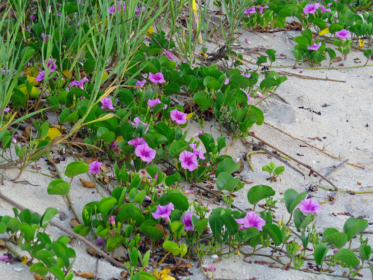 edible flowers plant Edible Flower and Herb Mix – Pinetree Garden Seeds main image 0